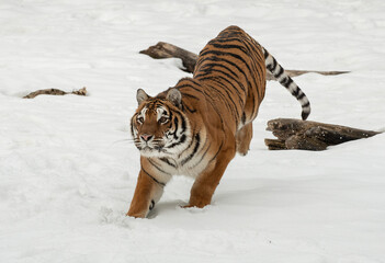 Siberian Tiger close up