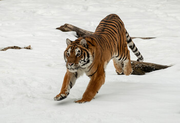 Siberian Tiger close up