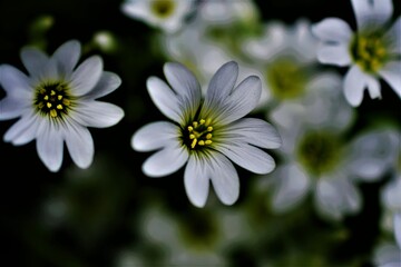 white daisy flower