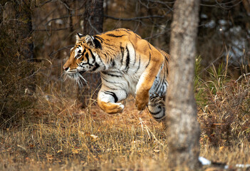 Siberian Tiger close up