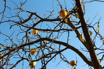 Ripe yellow Korean pears on the tree againt the blue sky in autumn, South Korea