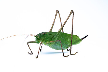 クツワムシ　轡虫　バッタ目　キリギリス科　昆虫　メス