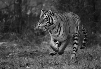 Siberian Tiger close up