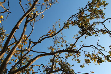 Ripe yellow Korean pears on the tree againt the blue sky in autumn, South Korea