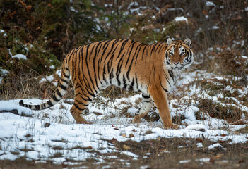 Siberian Tiger close up