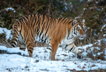 Siberian Tiger close up