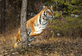 Siberian Tiger close up