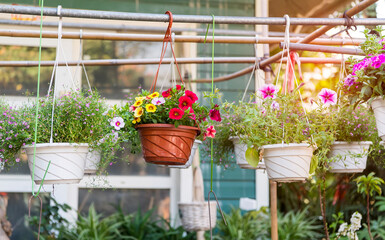 colourful petunia flowers hanging in garden