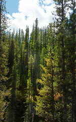Fototapeta na wymiar pine forest in the morning