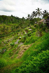 Rice paddy in Bali Indonesia