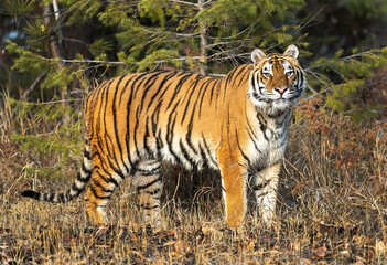 Plakat Siberian Tiger close up