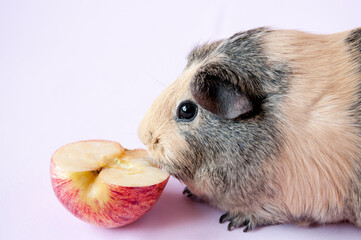 A beige Guinea pig eats a piece of red Apple on a pink background