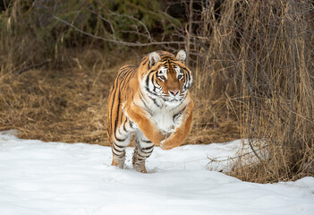 Siberian Tiger close up