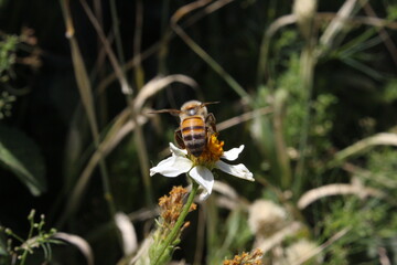 abejas