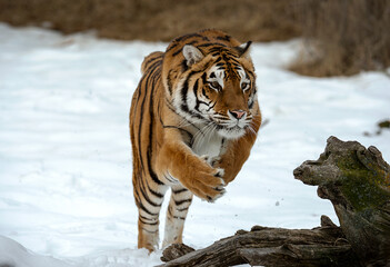 Siberian Tiger close up