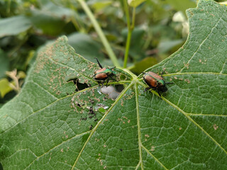 A couple of Japanese beetles (popillia japonica) eat a grape leaf.