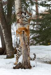 Siberian Tiger close up
