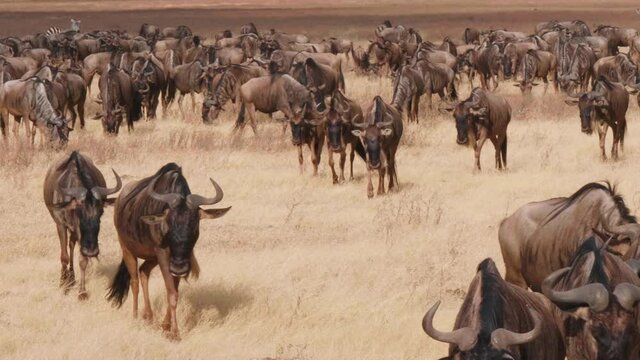 Detail of movement of wildebeest herd in Ngorongoro reserve.