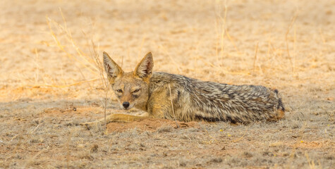 Black-Backed Jackal