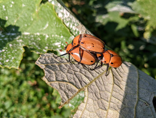 Three grapevine beetles (Pelidnota punctata) attempting to mate on the underside of a grape leaf in the sun.
