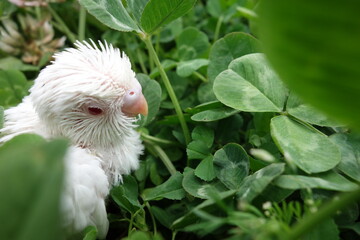 white cute bird takes a walik in clover