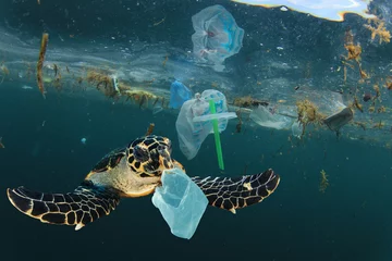 Muurstickers Milieukwestie van het probleem van plasticvervuiling. Zeeschildpadden kunnen plastic zakken eten en verwarren ze met kwallen © Richard Carey