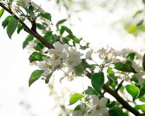 White apple blossoms on a tree in spring