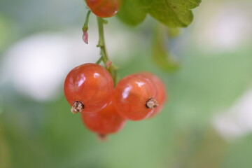 red currant bunches on the plot