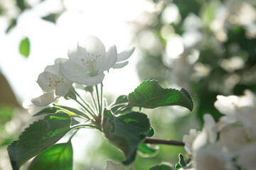White apple blossoms on a tree in spring
