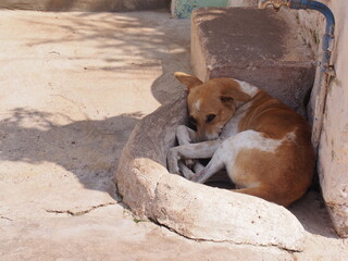 Dog resting on the side of the road, Badami, Karnataka, South India, India