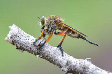 close up of insect on branch
