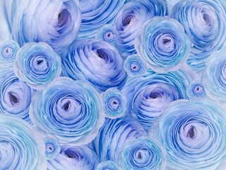 Floral blue -purple background. A bouquet of  roses  flowers.  Close-up.  Flower composition. Nature.