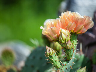 A hardy cactus blooms outdoors in Germany (Opuntia)