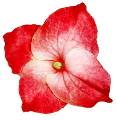 red  hydrangea flower isolated on a white background. Close-up . For design. Nature.