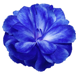 Blue  flower Clove. isolated on a white background. No shadows with clipping path. Close-up. Nature.