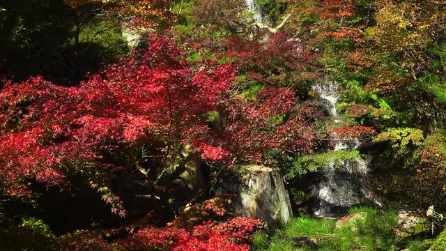 紅葉と滝 秋  広島県三原市 三景園 4K / Autumn leaves with waterfall in Hiroshima, Japan. 4K