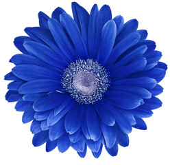 Blue  gerbera flower  isolated on a white  background. No shadows with clipping path. Close-up....