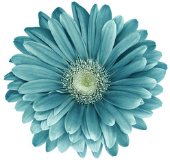 Turquoise  gerbera flower  isolated on  white background. No shadows with clipping path. Close-up. Nature.