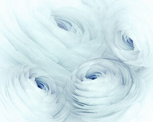 White-pink  flowers background.  Macro of white-pink  petals .  Nature.