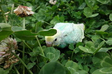 colorful young bird takes a walk in grass