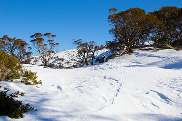 winter landscape with snow and trees