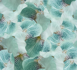 Floral  light blue beautiful background.  Flower composition.  flowers irises  closeup. Nature.