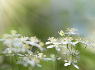 White flowers in the meadow on a green blurred background