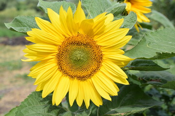 sunflower on the plot in summer close-up