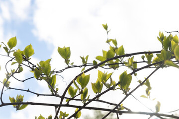 Kiwi vine bud against the sky