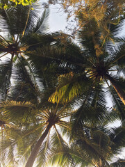 Fototapeta na wymiar Palm Cove in Far North Queensland, Australia. Palm trees, beautiful beach, serene, warm weather