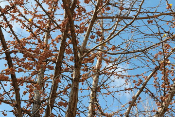 Gingko nuts on the tree with the branches in autumn, South Korea