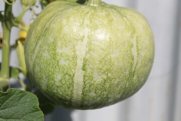 pumpkin on the vine