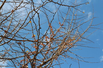 Gingko nuts on the tree with the branches in autumn, South Korea