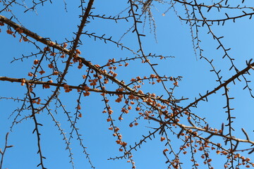 Gingko nuts on the tree with the branches in autumn, South Korea